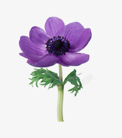 紫色花卉装饰图案素材