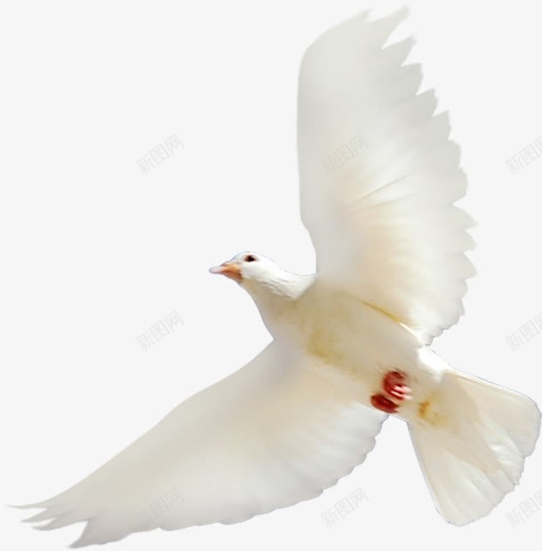 白色和平鸽效果png免抠素材_新图网 https://ixintu.com 和平鸽 效果 白色 设计