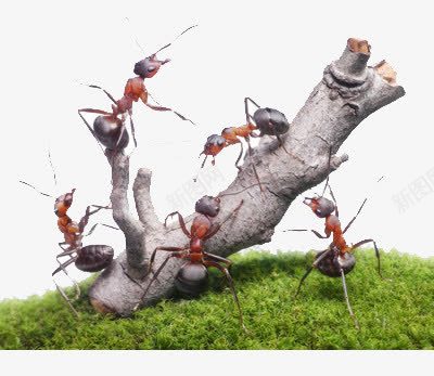 蚂蚁搬树png免抠素材_新图网 https://ixintu.com 力量 团结 移动