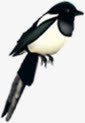 黑色喜鹊装饰png免抠素材_新图网 https://ixintu.com 喜鹊 图片 装饰 黑色