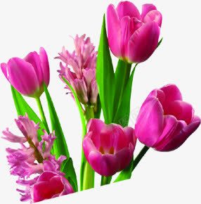 粉色花朵绿叶教师节png免抠素材_新图网 https://ixintu.com 教师节 粉色 绿叶 花朵