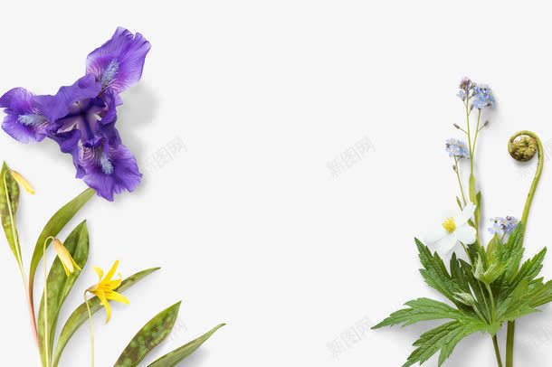 植物边框紫色花朵绿色叶子png免抠素材_新图网 https://ixintu.com 叶子 植物 紫色 绿色 花朵 边框