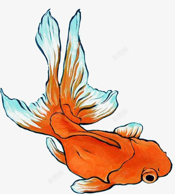 金鱼png免抠素材_新图网 https://ixintu.com 卡通 宠物 手绘 插画 观赏鱼 金鱼