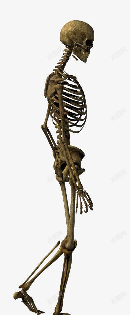 行走的骨骼png免抠素材_新图网 https://ixintu.com 人类骨骼 侧身骨骼 骨架 骨骼