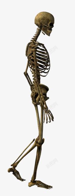 侧身骨骼行走的骨骼高清图片