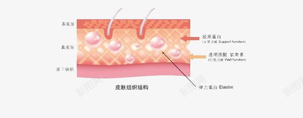 皮肤细胞png免抠素材_新图网 https://ixintu.com 卡通 皮肤 皮肤细胞 素材 细胞