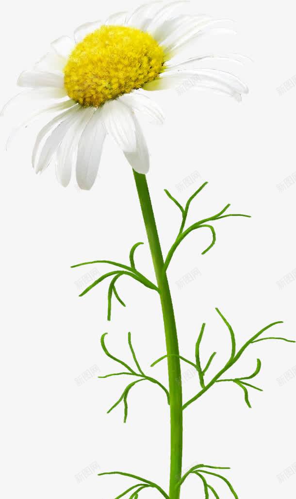 向日葵黄色花朵白色花瓣png免抠素材_新图网 https://ixintu.com 向日葵 白色 花朵 花瓣 黄色