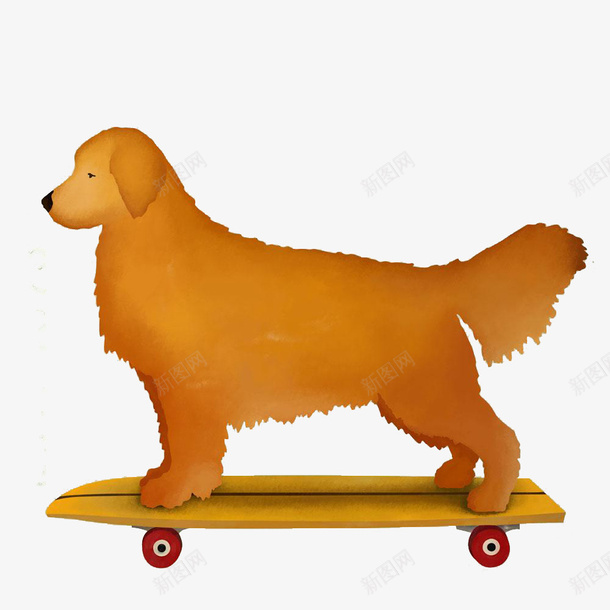 滑滑板的金毛png免抠素材_新图网 https://ixintu.com 忠诚 手绘 棕色的毛发 滑滑板 狗狗 金毛卡通 黄金猎犬