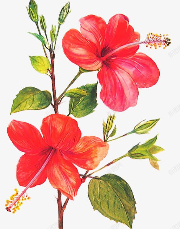 素描花朵png免抠素材_新图网 https://ixintu.com 卡通 叶子 手绘 水墨 素描 红色 绿色 花朵 装饰