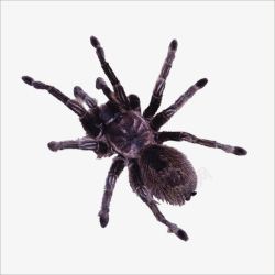 毛腿蜘蛛蜘蛛高清图片