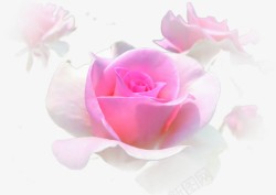 浪漫粉色玫瑰背景素材