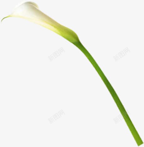 白色马蹄莲花朵植物png免抠素材_新图网 https://ixintu.com 植物 白色 花朵 马蹄莲