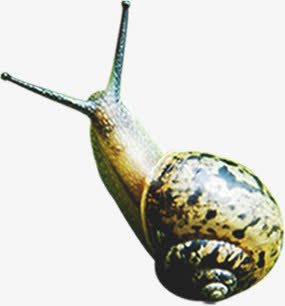 黄色斑点蜗牛环境png免抠素材_新图网 https://ixintu.com 斑点 环境 素材 蜗牛 黄色