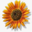 sunflower向日葵花1卷高清图片
