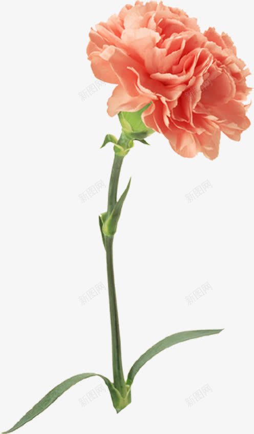 红色康乃馨花朵植物png免抠素材_新图网 https://ixintu.com 康乃馨 植物 红色 花朵