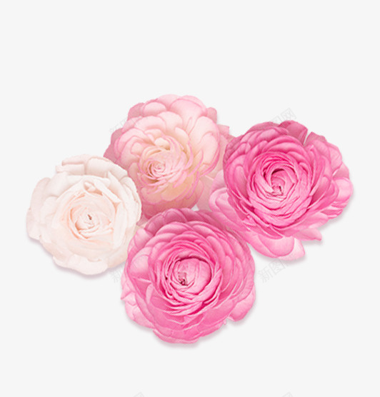 粉色鲜花装饰图案png免抠素材_新图网 https://ixintu.com 免抠PNG 四朵花 粉色 装饰图案 鲜花
