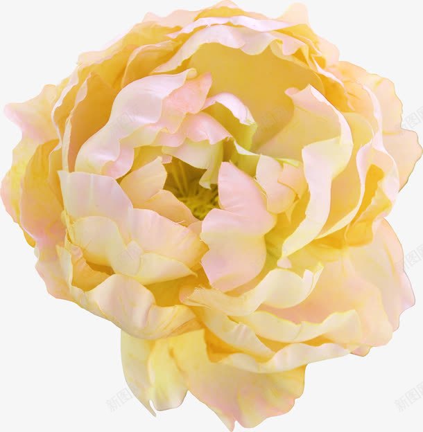 漂亮的鲜花png免抠素材_新图网 https://ixintu.com 一朵花 植物 花 鲜花