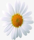 白色精美花朵植物素材