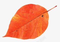 火红色的叶子秋叶树叶火红色的叶子高清图片