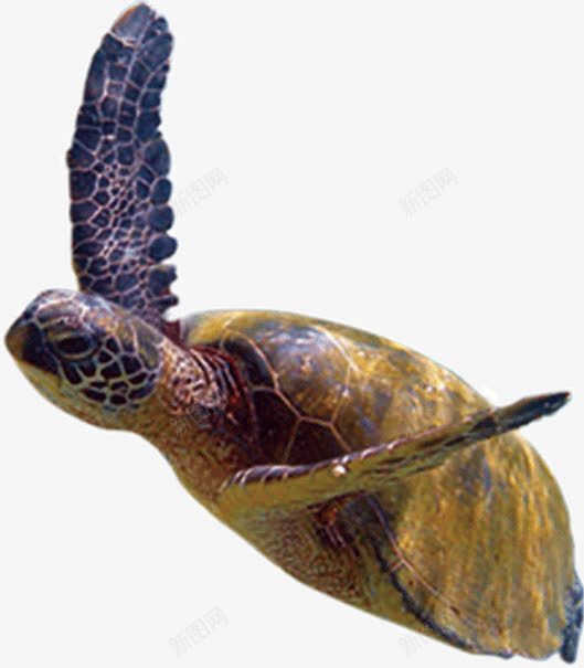 游动的大海龟png免抠素材_新图网 https://ixintu.com 动物 大海龟 游动
