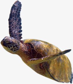 游动的大海龟素材