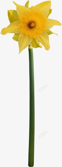 黄色水仙花素材
