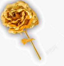 金色玫瑰花素材