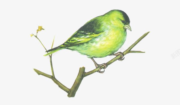 树枝上的小鸟png免抠素材_新图网 https://ixintu.com 卡通 小鸟 手绘 水彩 绿色