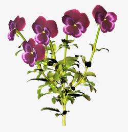 紫色蝴蝶型花朵素材