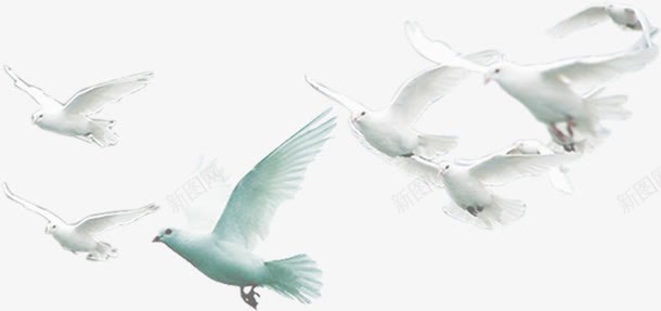 白色和平鸽效果拍摄png免抠素材_新图网 https://ixintu.com 和平鸽 拍摄 效果 白色
