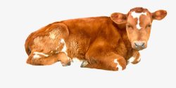 在休息的牛在休息的牛高清图片