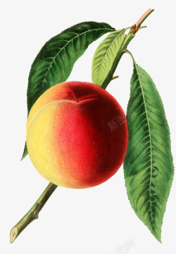 桃子图谱手绘带绿叶的桃子图谱高清图片