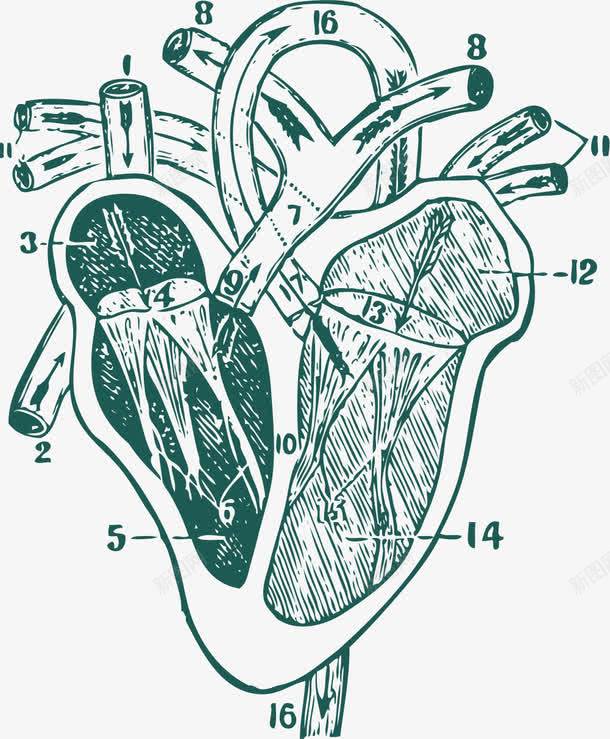 手绘器官表达示意图png免抠素材_新图网 https://ixintu.com 人体内脏 人体内脏器官 人体器官 内脏 器官 手绘器官 手绘表达 示意图 表达图