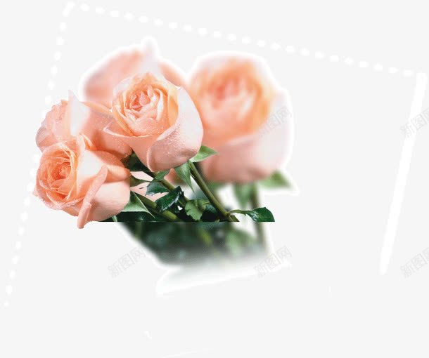 粉色的玫瑰花束png免抠素材_新图网 https://ixintu.com 玫瑰 粉色 花束