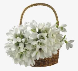 花篮白色花朵素材