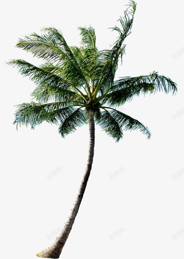 树木植物卡通海报椰子树png免抠素材_新图网 https://ixintu.com 卡通 树木 植物 椰子树 海报