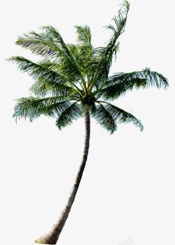 树木植物卡通海报椰子树素材