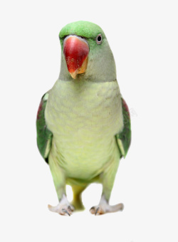 绿色鹦鹉绿头红嘴鹦鹉高清图片