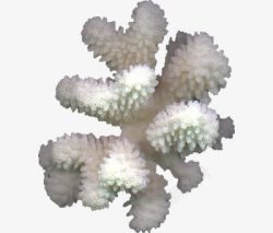 白色珊瑚素材