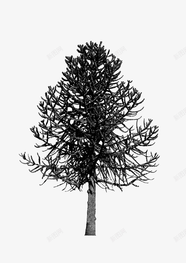绘画植物树黑白png免抠素材_新图网 https://ixintu.com 树 绘画植物 黑白