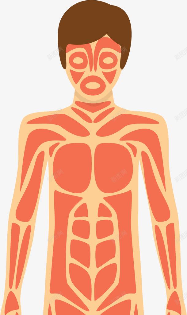 人体肌肉分布图png免抠素材_新图网 https://ixintu.com 人体 人体器官 人体躯干 人的肢体 卡通人体 卡通肢体 器官 四肢 男性躯体 躯体