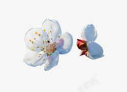 两朵白梨花花瓣素材