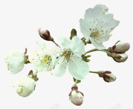 白色花朵植物花苞png免抠素材_新图网 https://ixintu.com 植物 白色 花朵 花苞