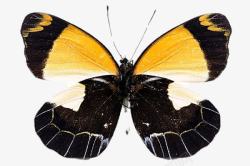 创意飞虫黄黑色的蝴蝶高清图片