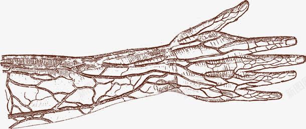 手臂png免抠素材_新图网 https://ixintu.com 人 人体器官 人体躯干 人的肢体 体 卡通人体 卡通肢体 器官 四肢 手 躯体