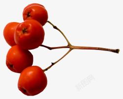 枝头水果山楂果子图案高清图片