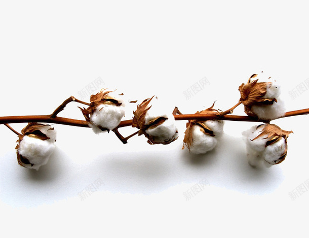 一根刚摘下来的棉花png免抠素材_新图网 https://ixintu.com 暖和 树枝 棉花 白色