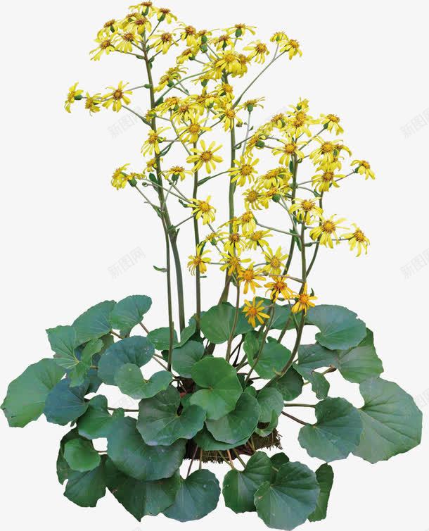 黄色美景花朵植物自然png免抠素材_新图网 https://ixintu.com 植物 美景 自然 花朵 黄色