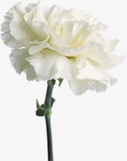白色唯美花开花朵素材