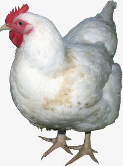 白鸡素材鸡高清图片